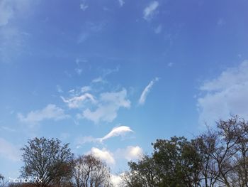 Low angle view of trees against blue sky