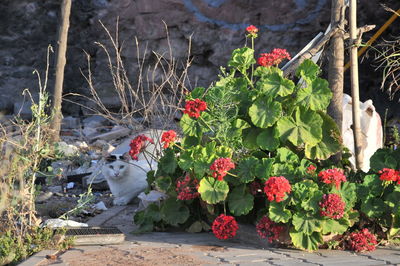 View of flowering plants