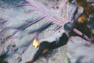 Close-up of wet purple flower