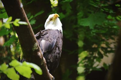 Close-up of bird perching on branch