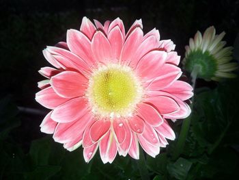 Close-up of pink flowers