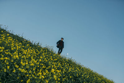 Man standing on yellow flowering plants against clear blue sky