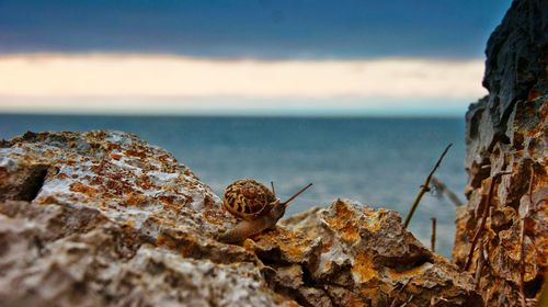 Close-up of crab on rock by sea against sky