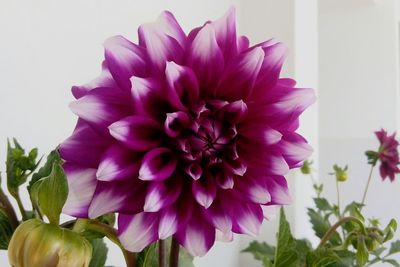 Close-up of purple flowers blooming outdoors