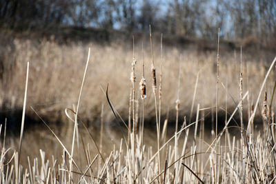 Close-up of grass on field