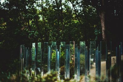 Trees in forest