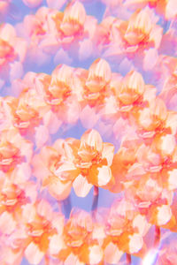 Flowers on a holographic background. the koleidoscope effect. bouquet of daffodils.