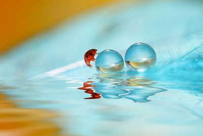 Close-up of jellyfish swimming in pool