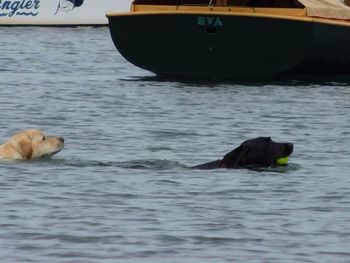 Two dogs in water