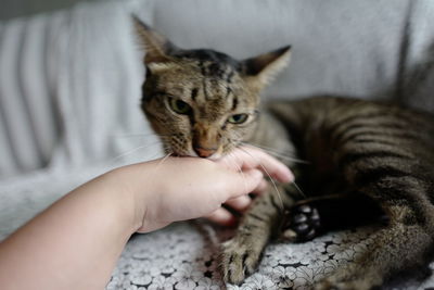 Close-up of hand holding cat