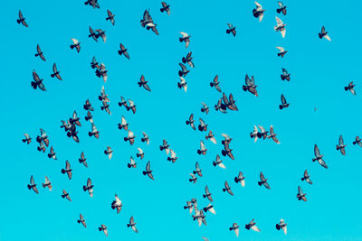 Low angle view of birds flying in sky