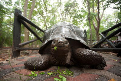 Close-up of a turtle in the forest