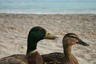 Side view of mallard ducks at beach
