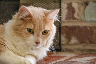 Close-up portrait of cat sitting on footpath