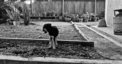 Full length of woman standing on wall