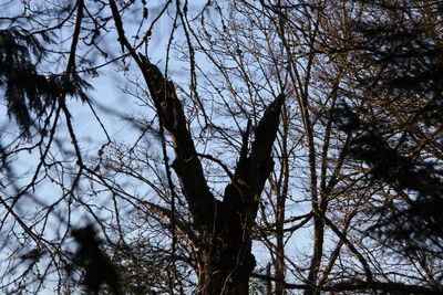 Low angle view of bare trees in forest
