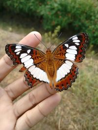 High angle view of butterfly on hand over field