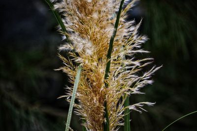 Close-up of wheat growing on field