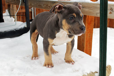 Cute puppy looking away while standing on snow