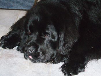 Portrait of black dog relaxing on floor