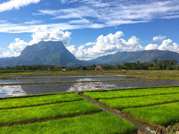 Scenic view of field against sky