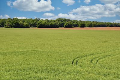 Scenic view of agricultural field against sky