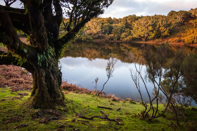 Scenic view of lake by trees against sky