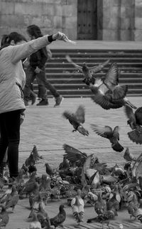 Flock of pigeons feeding