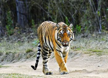 Tiger walking in zoo