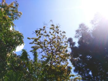 Low angle view of trees against clear sky