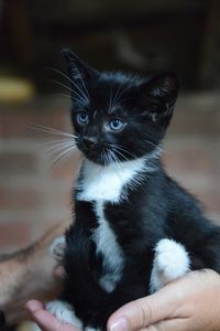 Close-up of kitten looking away