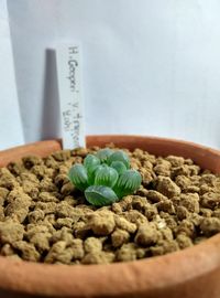 Close-up of leaves on table