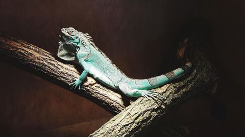 Close-up of lizard on tree trunk