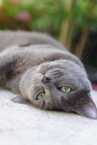 Close-up of cat resting