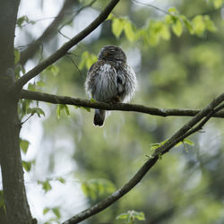 Low angle view of bird perching on branch