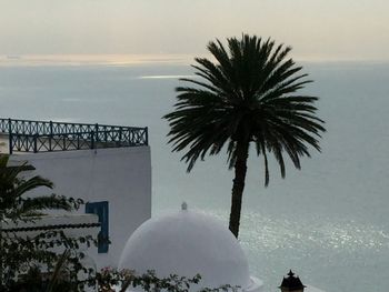 Palm trees against sea