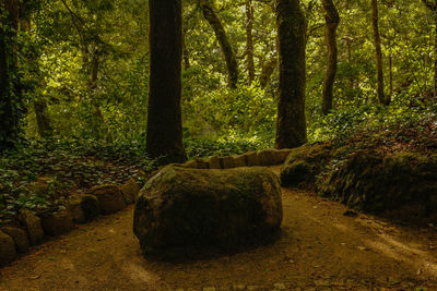 Trees in forest