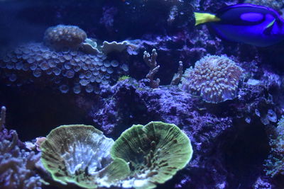 Close-up of fish swimming in sea