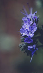 Close-up of purple flowering plant