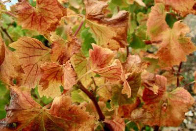 Close-up of plants during autumn