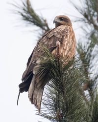 Low angle view of eagle perching on tree