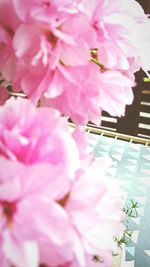 Close-up of pink flowers