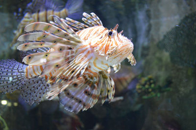 Close-up of fish swimming in sea