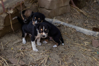 High angle view of a dog