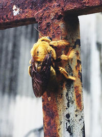 Close-up of insect on tree trunk