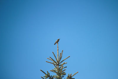 Low angle view of bird perching on tree against clear blue sky