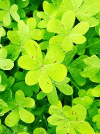 Close-up of plant leaves