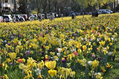 View of flowering plants in park