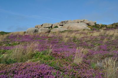 View of purple flowers on field against sky