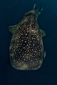 High angle view of whale shark in sea